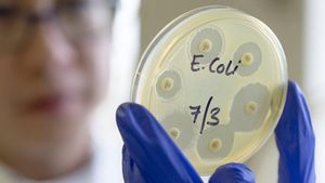 E.coli Strains Linked To Higher Cancer Risks