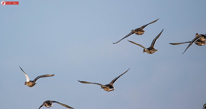 Yeni havalanan bir grup dişi.