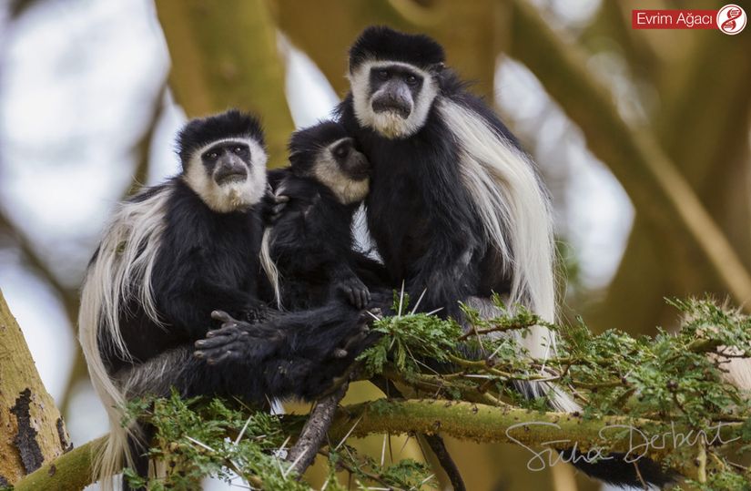 Aile fotoğrafı.