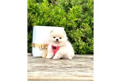 Pomeranian Boo bir süs köpeği midir?