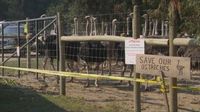 Health Matters: Disposal of ostriches at B.C. farm completed | Watch News Videos Online