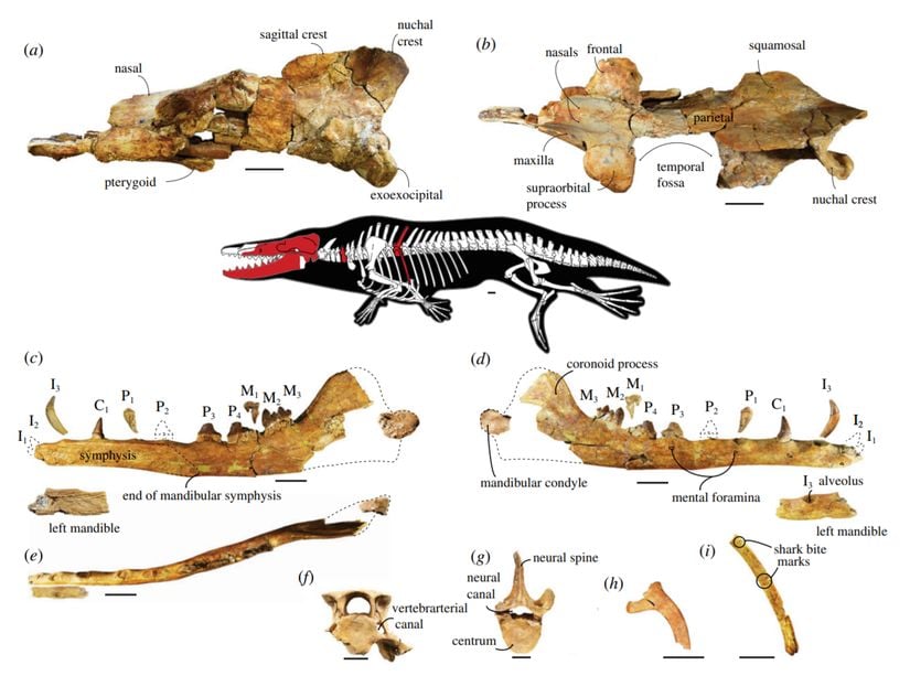 &quot;Phiomicetus anubis&quot; adı verilen yeni bir balinamsı tür, 2021 yılında keşfedildi. Türün, dışarıdan net bir şekilde görülebilen kol ve bacakları vardı, 600 kilogram kütleye ve 10 metre uzunluğa sahipti. Hem karada yürüyüp hem de sularda vaktini geçirebiliyordu, yani &quot;yarı-suculdu&quot;.