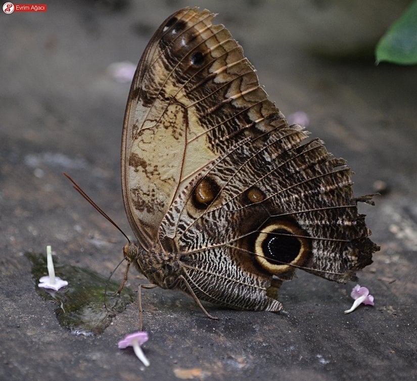 Yere dökülen bir meyvenin suyu ile beslenirken.