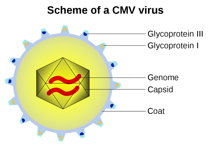 Schematic of a Cytomegalovirus with Coat/Envelope and Glycoproteins