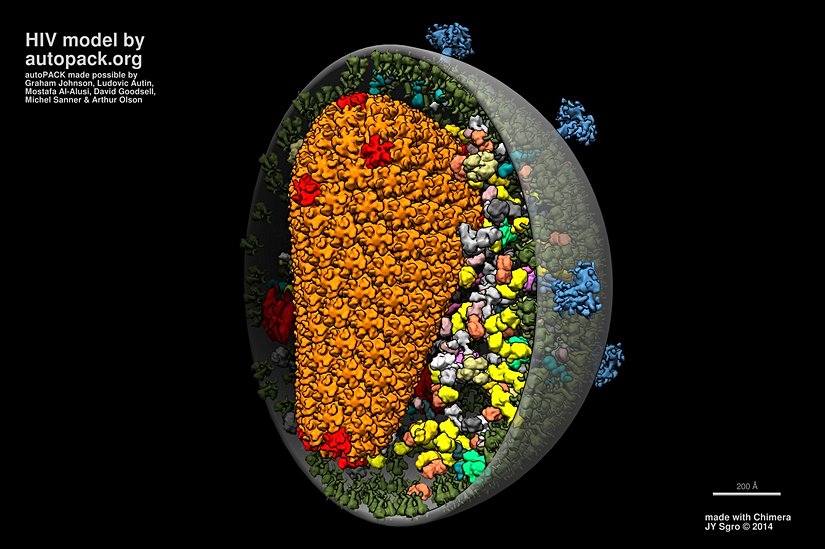 Gerçekçi bir HIV modeli.