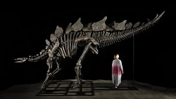 Stegosaurus İskeleti Açık Artırmada Rekor Kırdı: 44,6 Milyon Dolara Satıldı.
