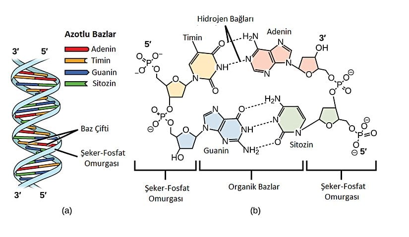 (a) DNA'nın çift sarmal yapısı.  (b) Adenin-Timin ve Guanin-Sitozin bağları.