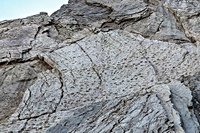 Thousands of dinosaur footprints found near Winter Olympics venue in Italy