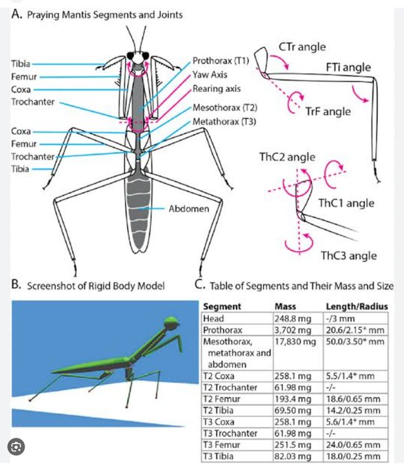 Mantis anatomisi