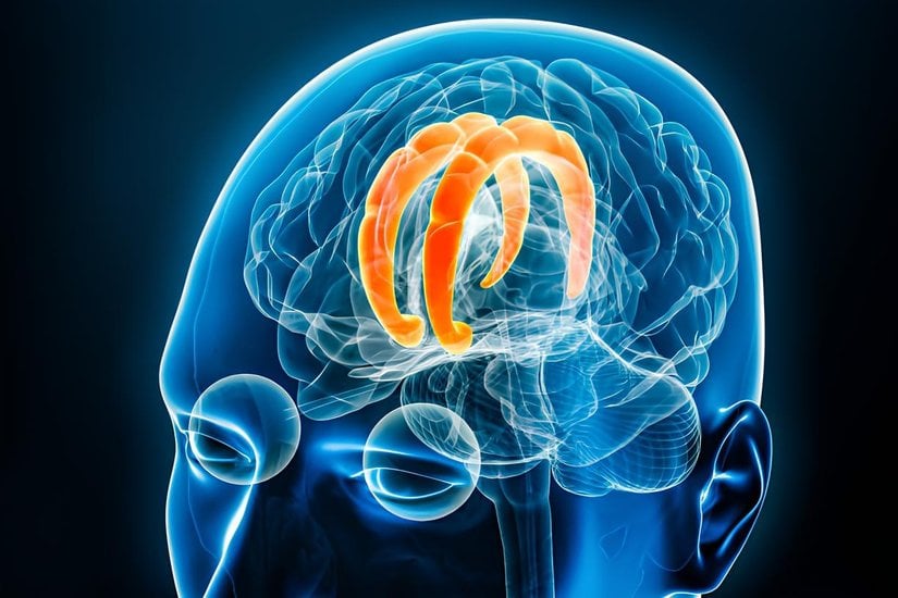 Singulat girus (cingulate gyrus), beynin limbik sisteminin önemli bir parçasıdır.