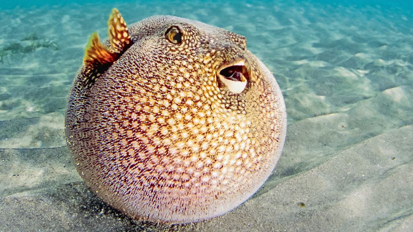 Tetraodontidae ailesine ait balon balığı.