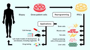 Revolutionary Stem Cell Research Links TMEM88 To Blood Pressure Regulation