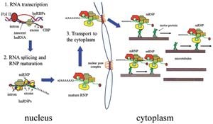 Drosophila Study Reveals How Neuronal MRNA Localization Impacts Memory