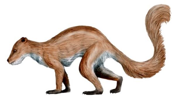 Plasiadapiformes