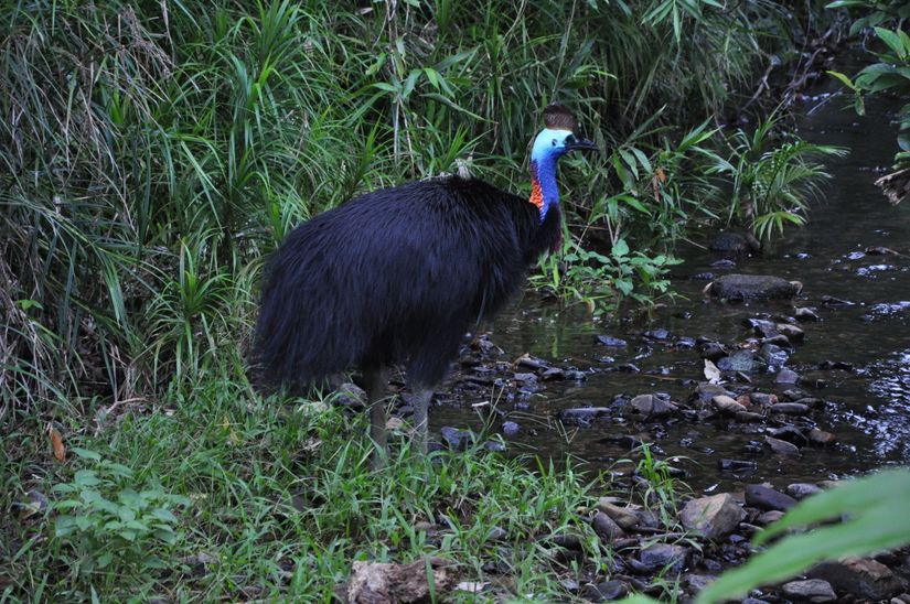 Tepeli devekuşu (Casuarius casuarius)