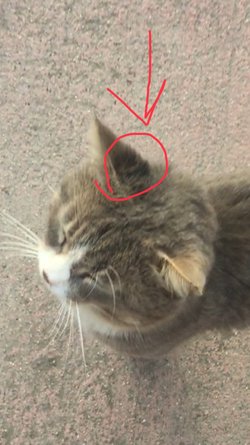 Kedimin kulağındaki siyahlık neden kaynaklanıyor olabilir?