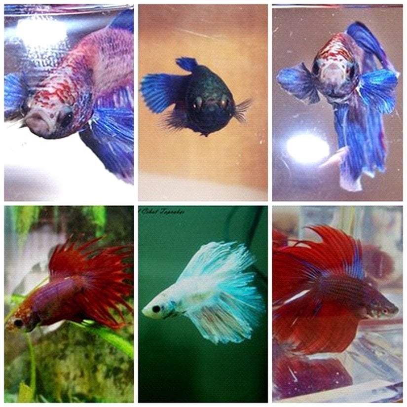 Beslediğim Beta balıklarının fotoğrafları.