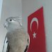 Şevval Altuğ