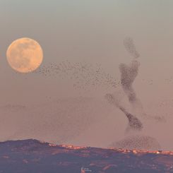  The Full Moon and the Dancer 