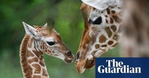 U.S. Proposes Endangered Protections For Giraffes