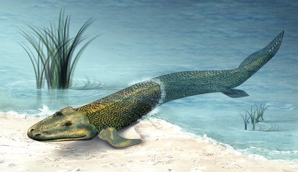 Tiktaalik rosae