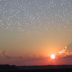 A Flock of Stars