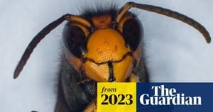 UK Tames Threat Of Asian Hornet