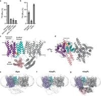 Transport and InsP8 gating mechanisms of the human inorganic phosphate exporter XPR1 - Nature Communications