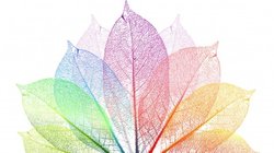 Hardy-Weinberg İlkesi: Evrimin Boş Hipotezi Nedir, Nasıl Çalışır?