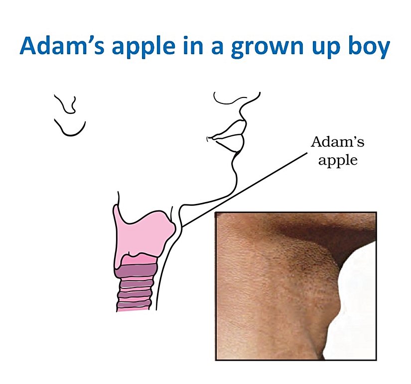 The protrusion, popularly known as the "Adam's Apple", is actually an anatomical structure known as the "Larynx Bump" and consists of a bone protrusion.