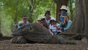 Komodo Dragon Faces Pressure From Rising Tourist Numbers