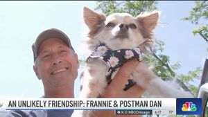 Charming Chihuahua Becomes Internet Sensation With Postman Friendship