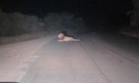 1 of 4 escaped lions captured in Bushbuckridge, search continues - LNN - Network News