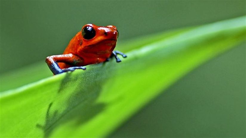 David Attenborough, Life serisinde hayvanların hayatta kalmak için neler yapabileceğini anlatır bize.