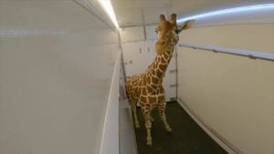 Endangered Animals Depart El Paso Zoo For Conservation