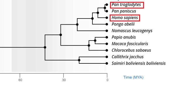 Ayrışma zamanını 6.1 milyon yıl öncesi olarak gösteren bu çalışmada ise yine şempanze ile insanın beklenen ölçüde yakın olduğu görülebilir.