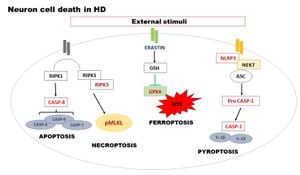 Understanding How Calcium Triggers Pyroptosis To Promote Kidney Stones