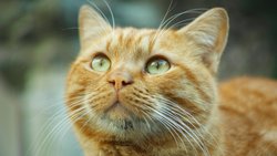 BAZI KEDİLERİN NEDEN TURUNCU KÜRKLERİ VAR ?