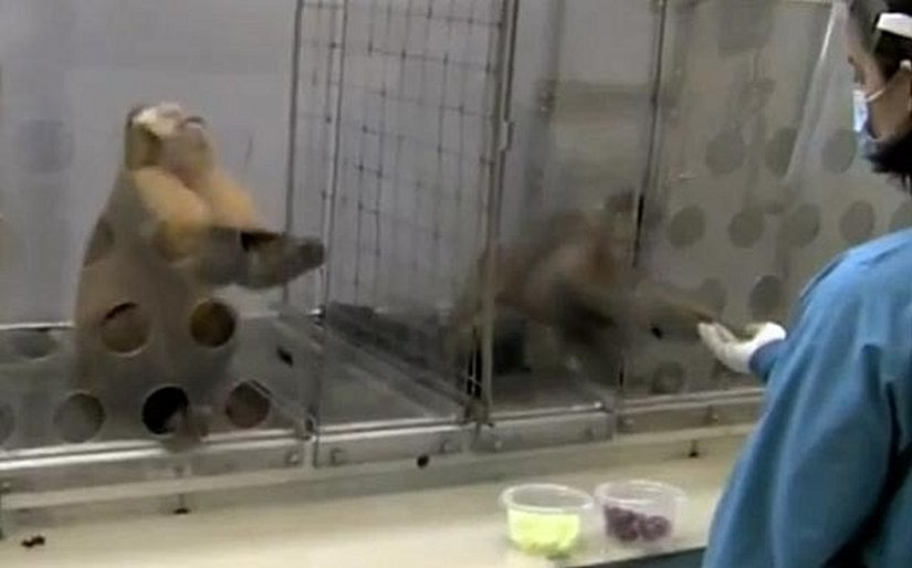 Yapılan çalışmaya göre insanların adaletsizliğe tepkisi, uzun-vadeli işbirliğini desteklemek üzere evrimleşti. Adalet, ölçülemeyen bir toplumsal idealdir; bu nedenle insanlarda adaletin evrimleşmesini anlayabilmek için bilim insanları, diğer primatların adaletli ve adaletsiz bedel dağıtımına davranışsal tepkileri üzerinde çalıştılar. Bu çalışmada kahverengi başlıklı maymunlar, arkadaşı bir görev karşılığında daha iyi bir bedel aldığı zaman tedirgin olup görevi yapmayı reddettiler. Görsel, Georgia Eyalet Üniversitesi’nin izniyle kullanılmıştır.