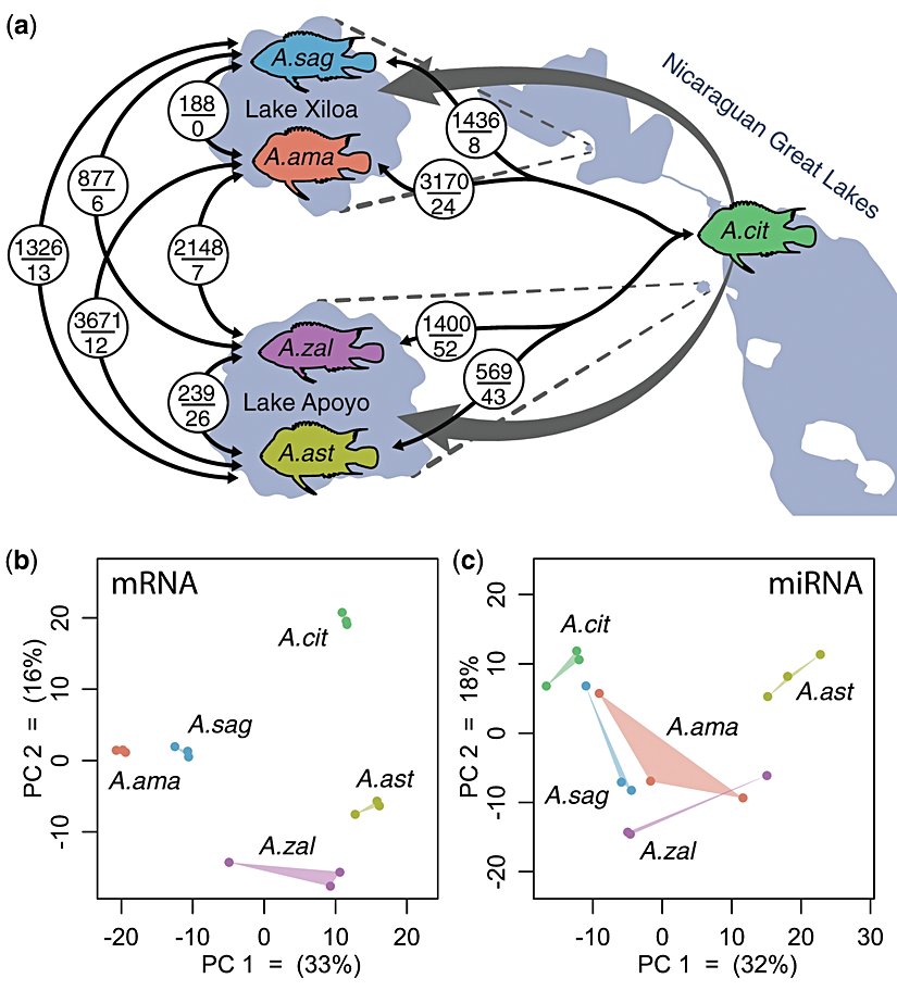 Örneklenen Midas türleri arasında gen ifade modelleri.