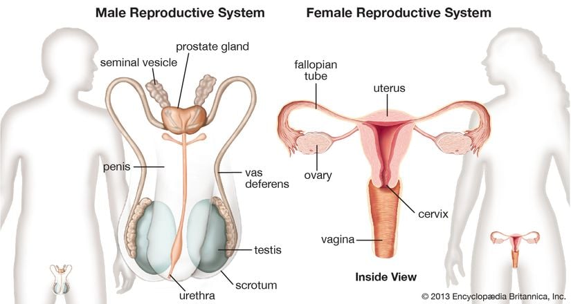 Üreme Organları