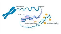 Epigenetik: Genetik Hakkındaki Düşüncelerimizi Değiştirmemiz İçin 100 Neden