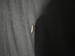 Bu varlık gerçekten yapışık 2 sinek mi?