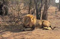 Bushbuckridge community raises alert on lions on the loose - SABC News - Breaking news, special reports, world, business, sport coverage of all South African current events. Africa's news leader.