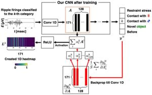 Self-Supervised Learning Enhances Sharp Wave Ripple Classification Accuracy