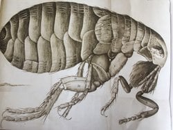 Bu çizimdeki canlının adı nedir?