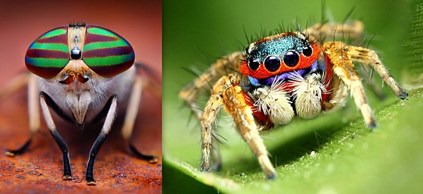 Böceklerde ve örümceklerde bulunan örnek göz yapısı