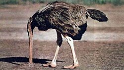 Neden insanlar yeni fikirler karşısında kafasını kuma gömer?