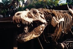 T. rex Neden Küçük Kollara Sahipti?