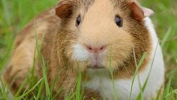 Gine Domuzu (Cavia Porcellus)